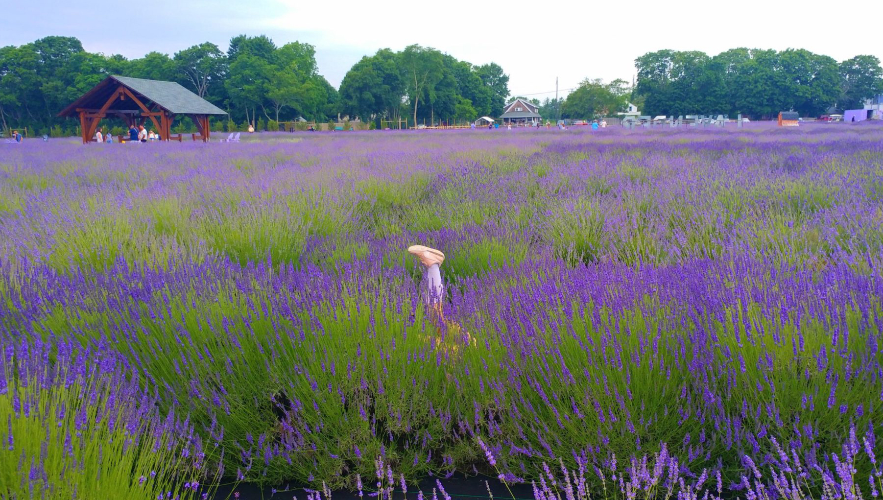 Lavender by the Bay in East Marion