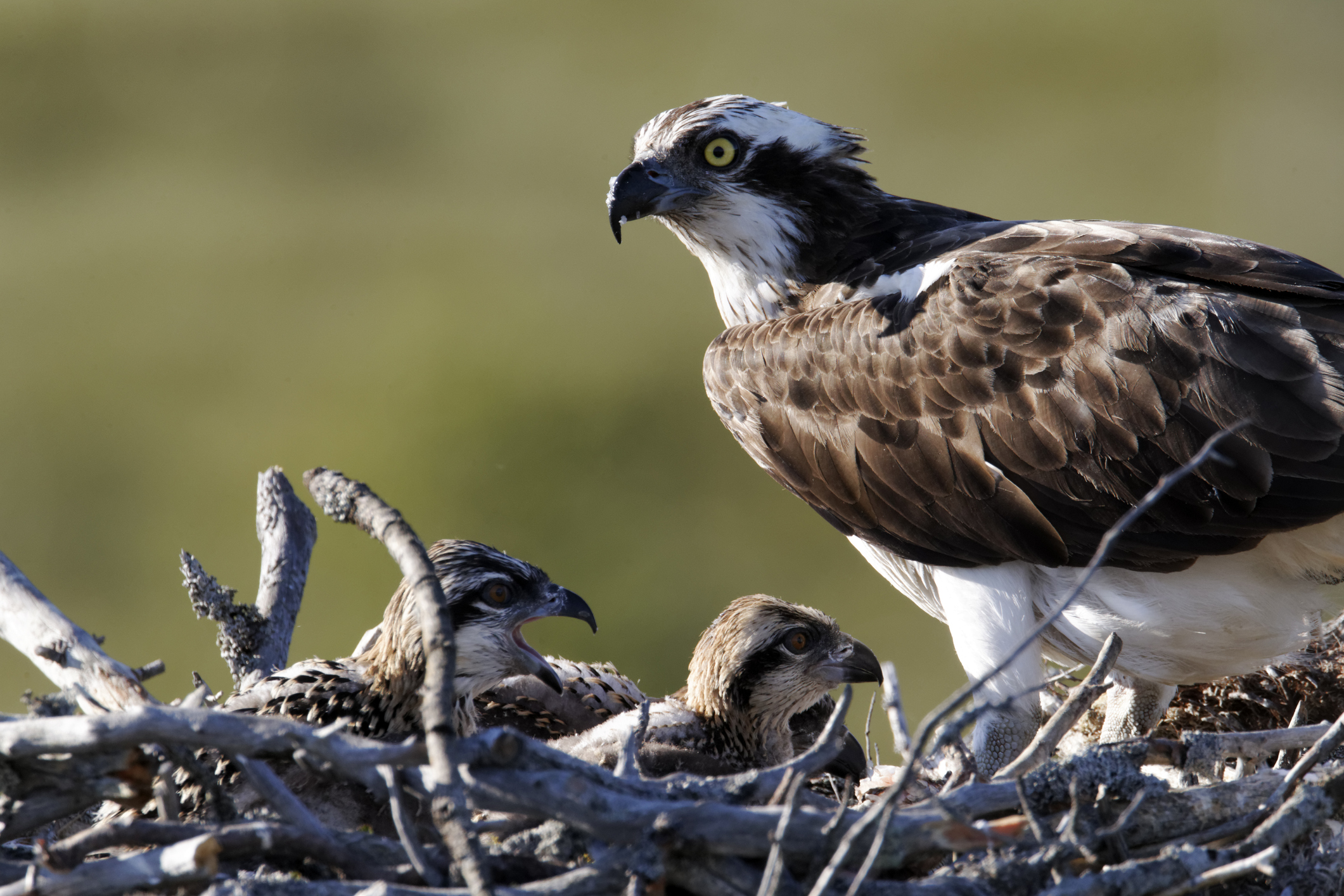 Osprey nesting with fledglings