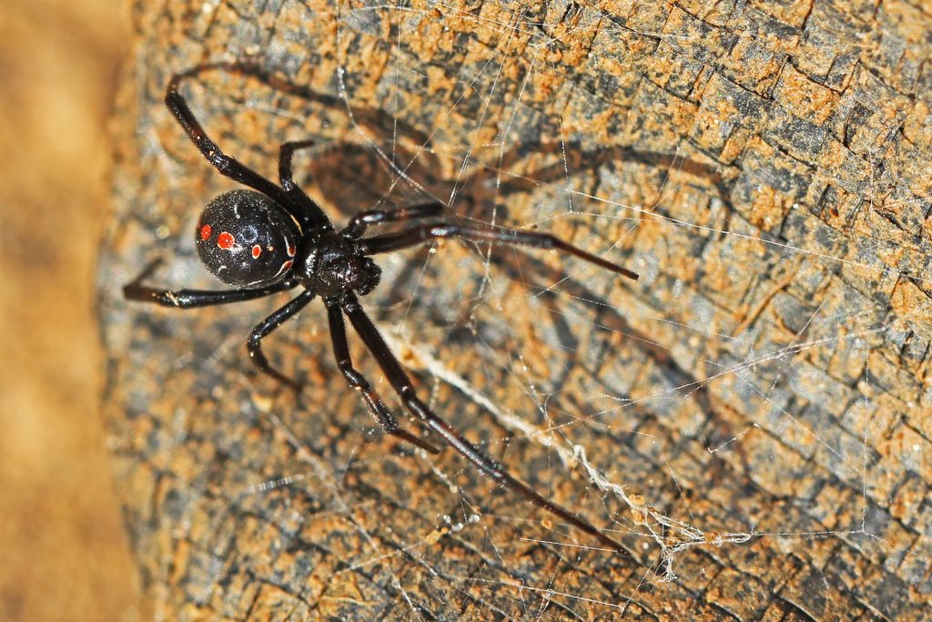 Black widow spider