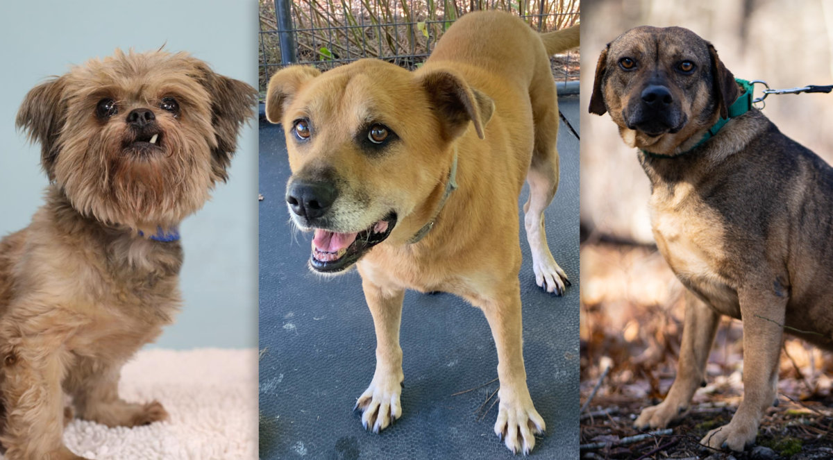 Senior dog Nim (SASF), Spike (gimme Shelter, and Marty (ARF) are available to adopt in the Hamptons now!