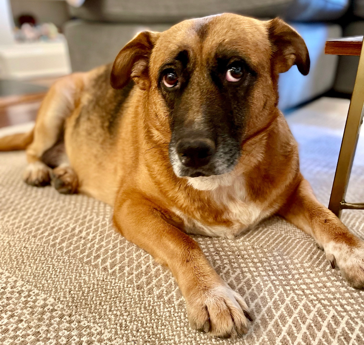 Brownie the senior pet dog is available through Gimme Shelter Animal Rescue