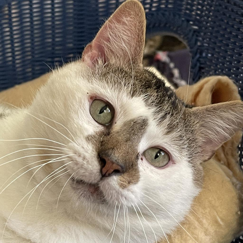 Douglas the senior pet cat is available at Southampton Animal Shelter