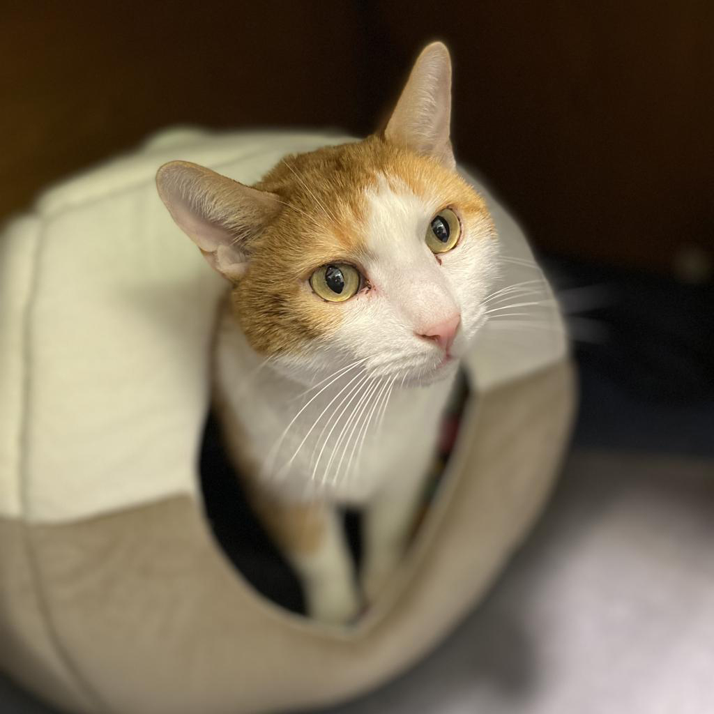 Finn the senior pet cat is available at Southampton Animal Shelter