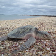 Cold stunned Kemp's ridley sea turtles land on East End beaches