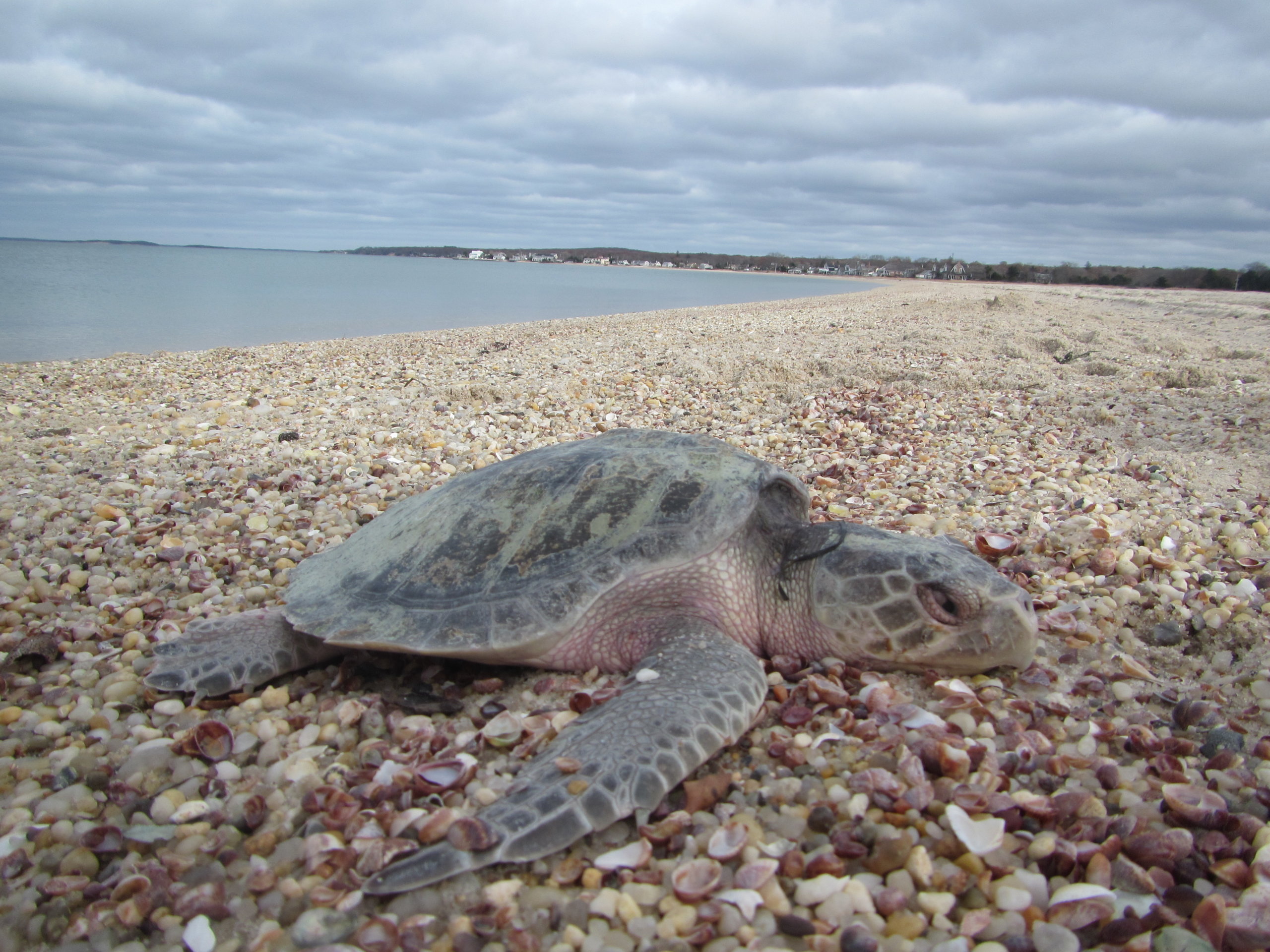 Cold stunned Kemp's ridley sea turtle
