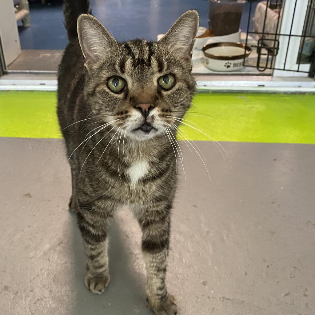 Mack the senior pet cat is available at Southampton Animal Shelter