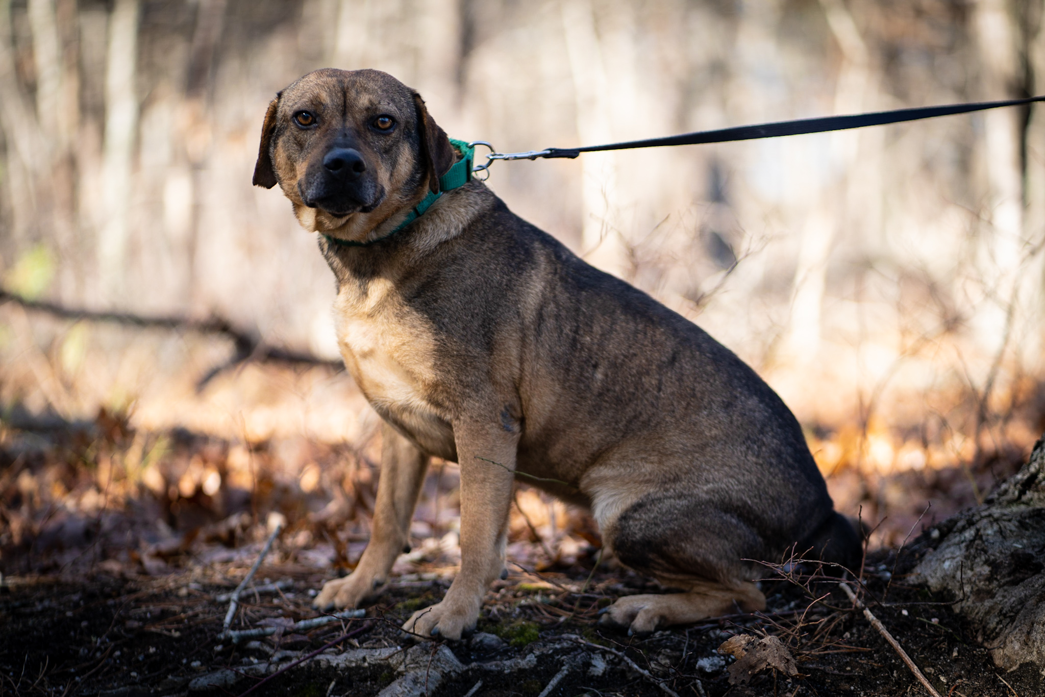 Marty the senior pet dog is available at ARF