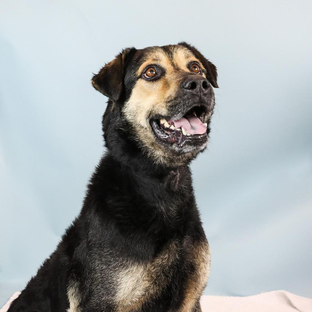 Maverick the senior pet dog is available at Southampton Animal Shelter