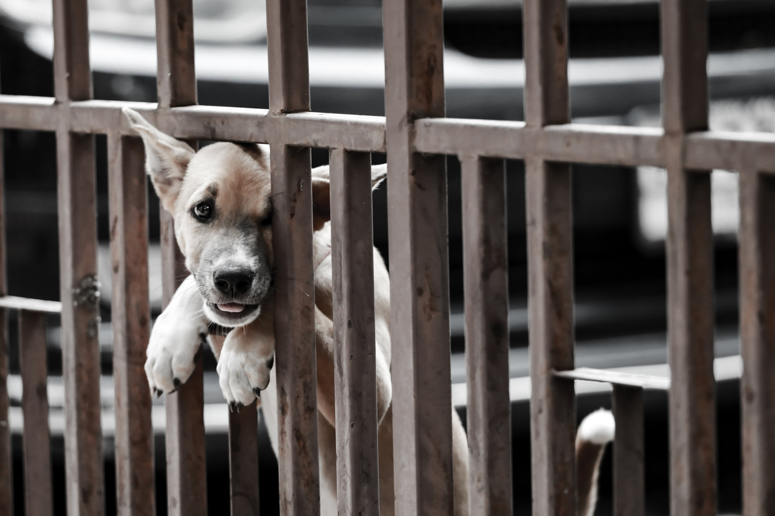 Riverhead is cracking down on the sale of puppy mill dogs