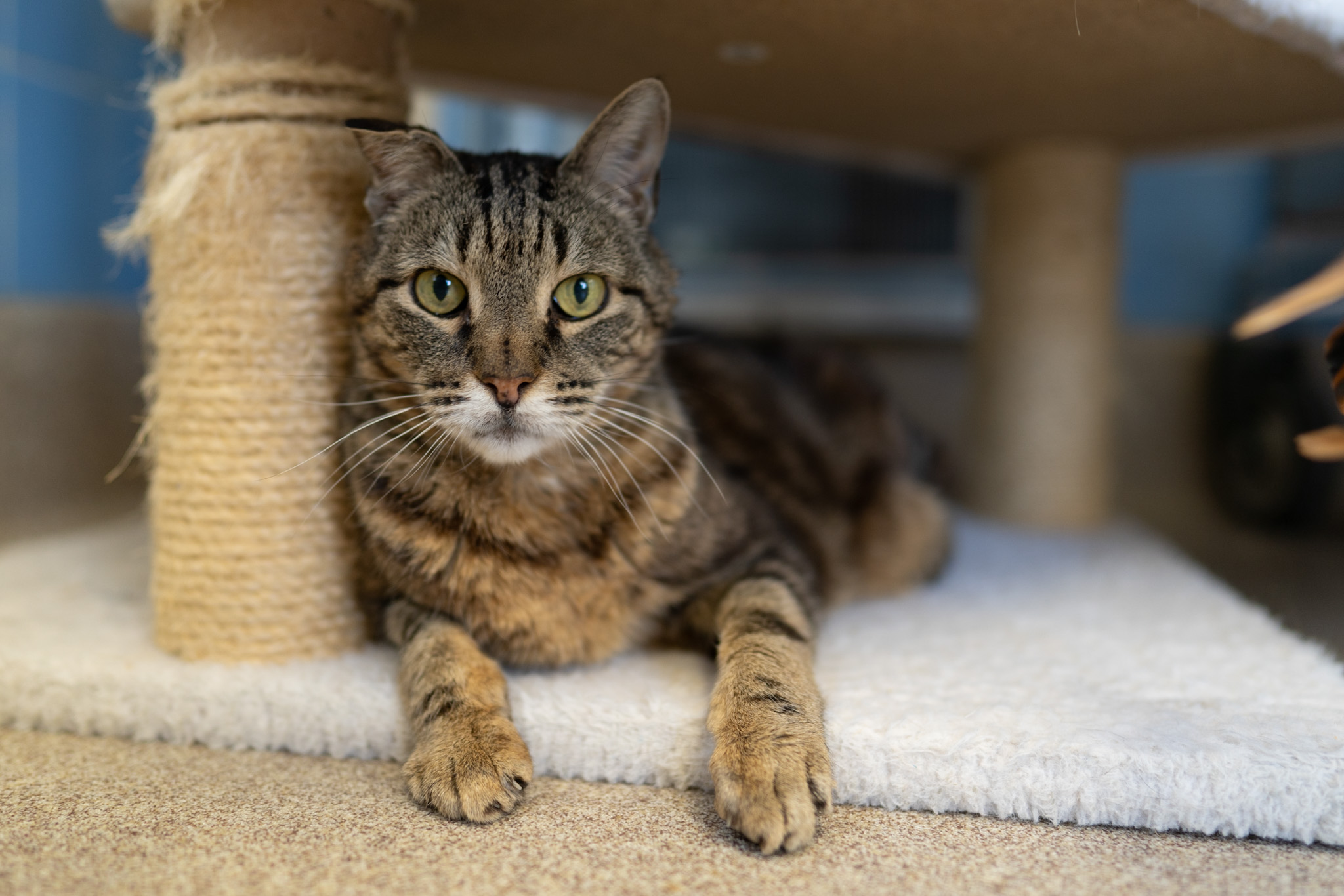 Sammy the senior pet cat is available at ARF