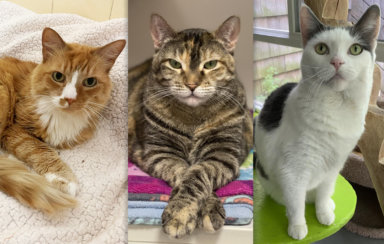 Senior cats Molly (ARF), Sky (SASF), and Lucy (SASF) are available to adopt now!