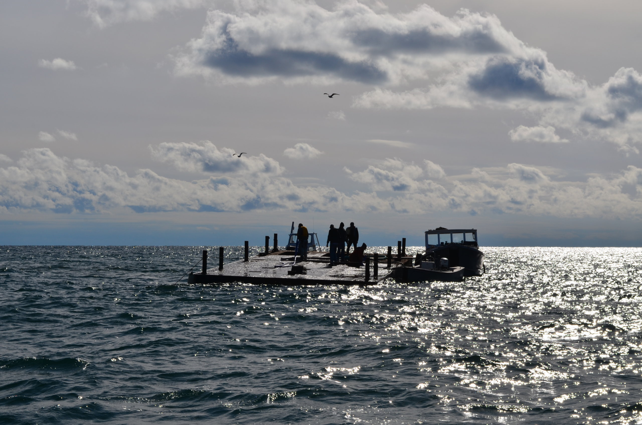 DEC deployed the "Shannon C" barge on Shinnecock Reef