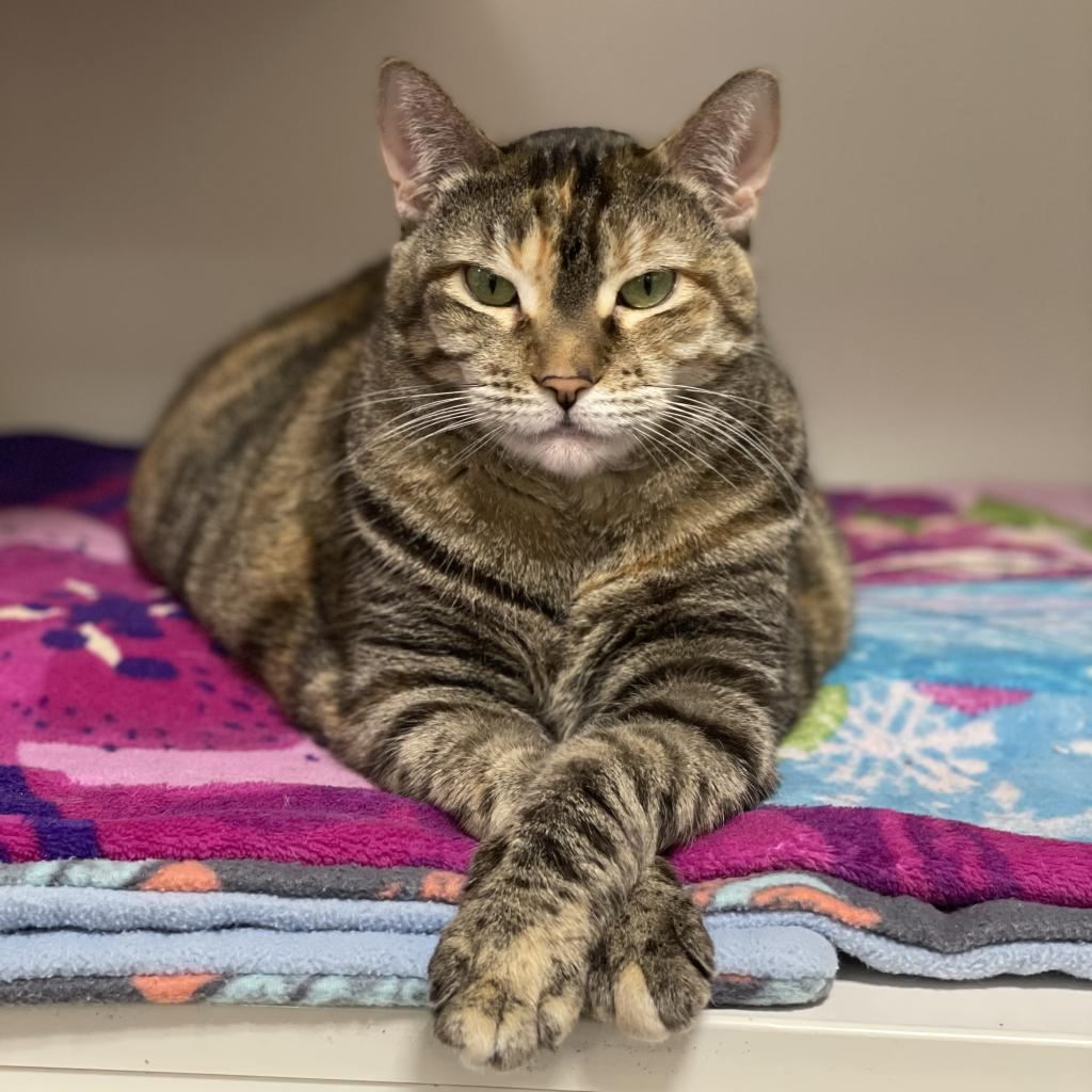 Sky the senior pet cat is available at Southampton Animal Shelter