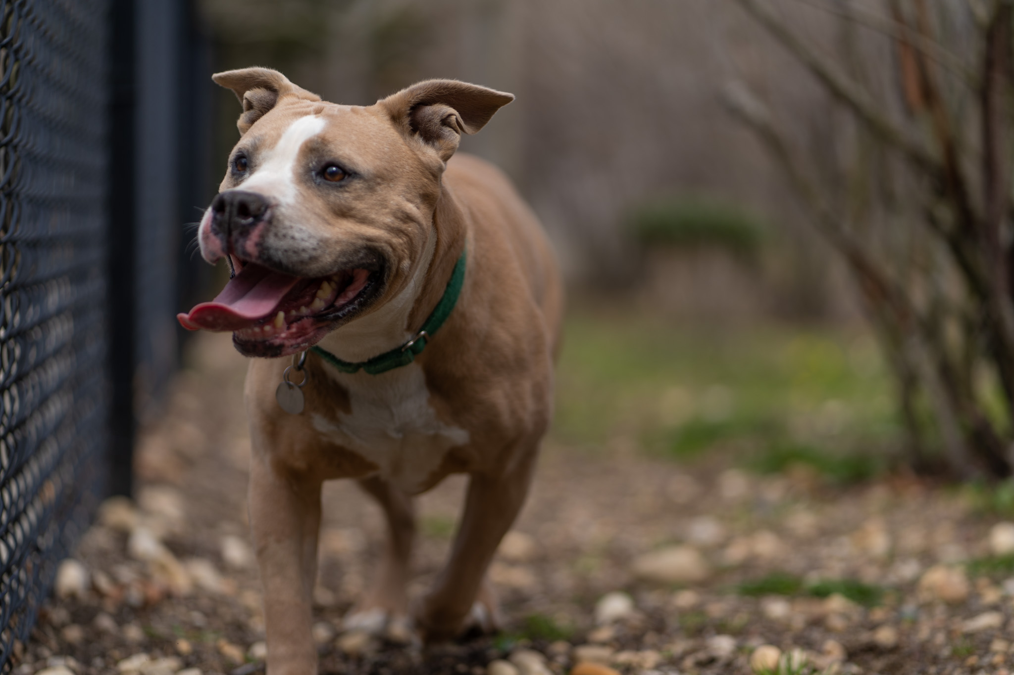 Smushie the senior pet dog is available at ARF