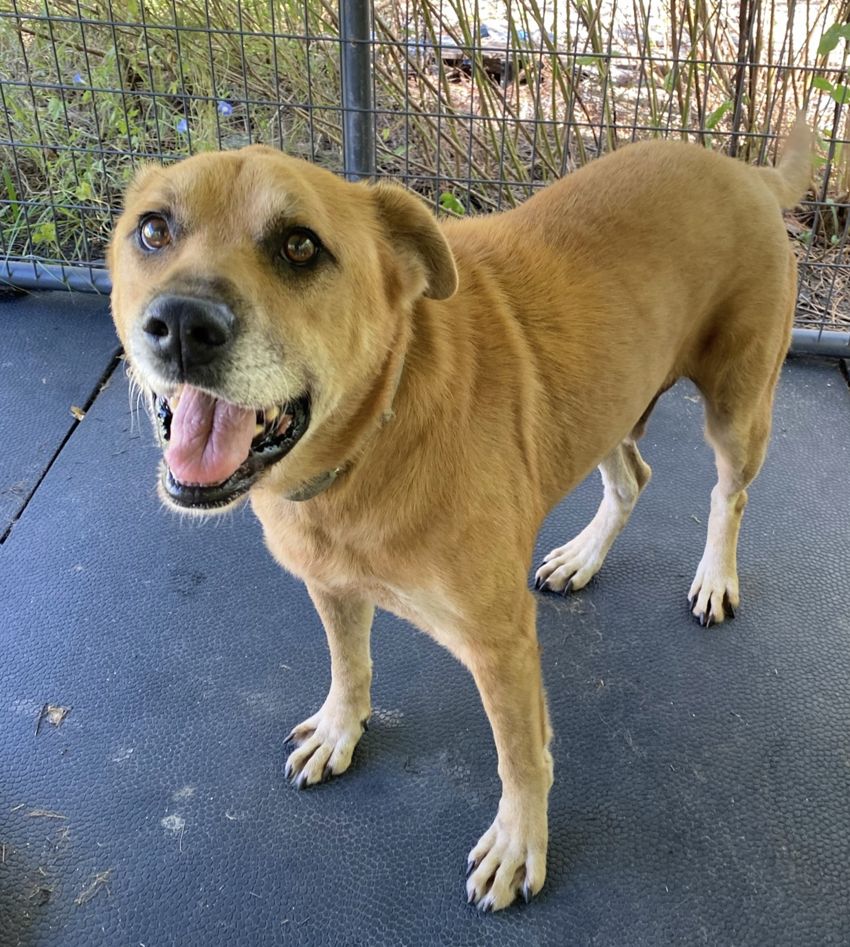 Spike the senior pet dog is available through Gimme Shelter Animal Rescue