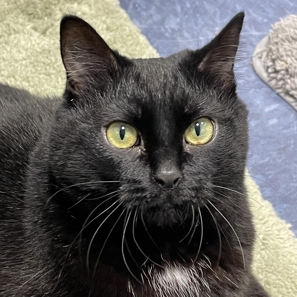 Sweetie the senior pet cat is available at Southampton Animal Shelter