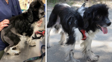 East Hampton stray dog Harley underwent a transformation at ARF before he found a new home.