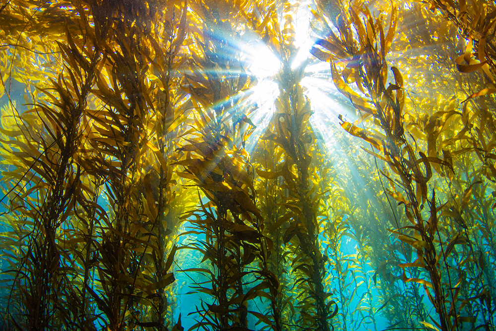 Kelp growing underwater