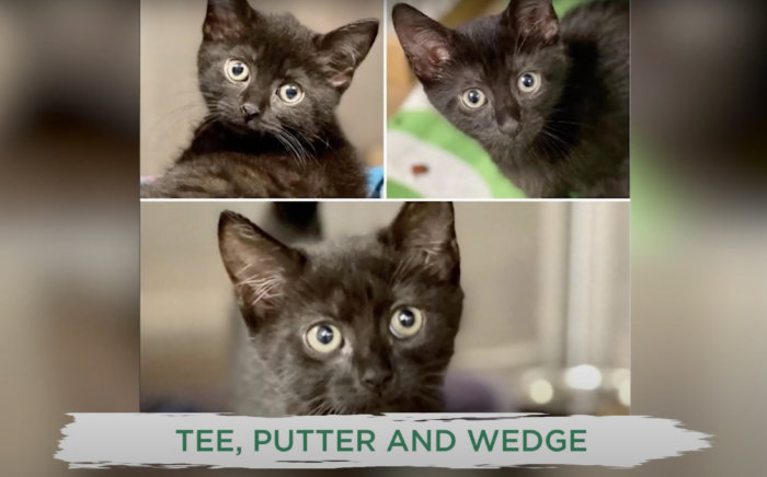Kittens Tee Putter Wedge were adopted through ARF