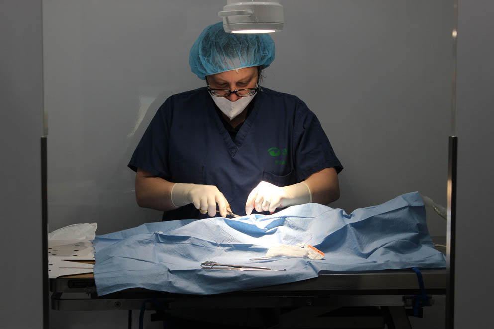 ARF's Medica Director Dr. Christine Asaro helps feral cats in surgery
