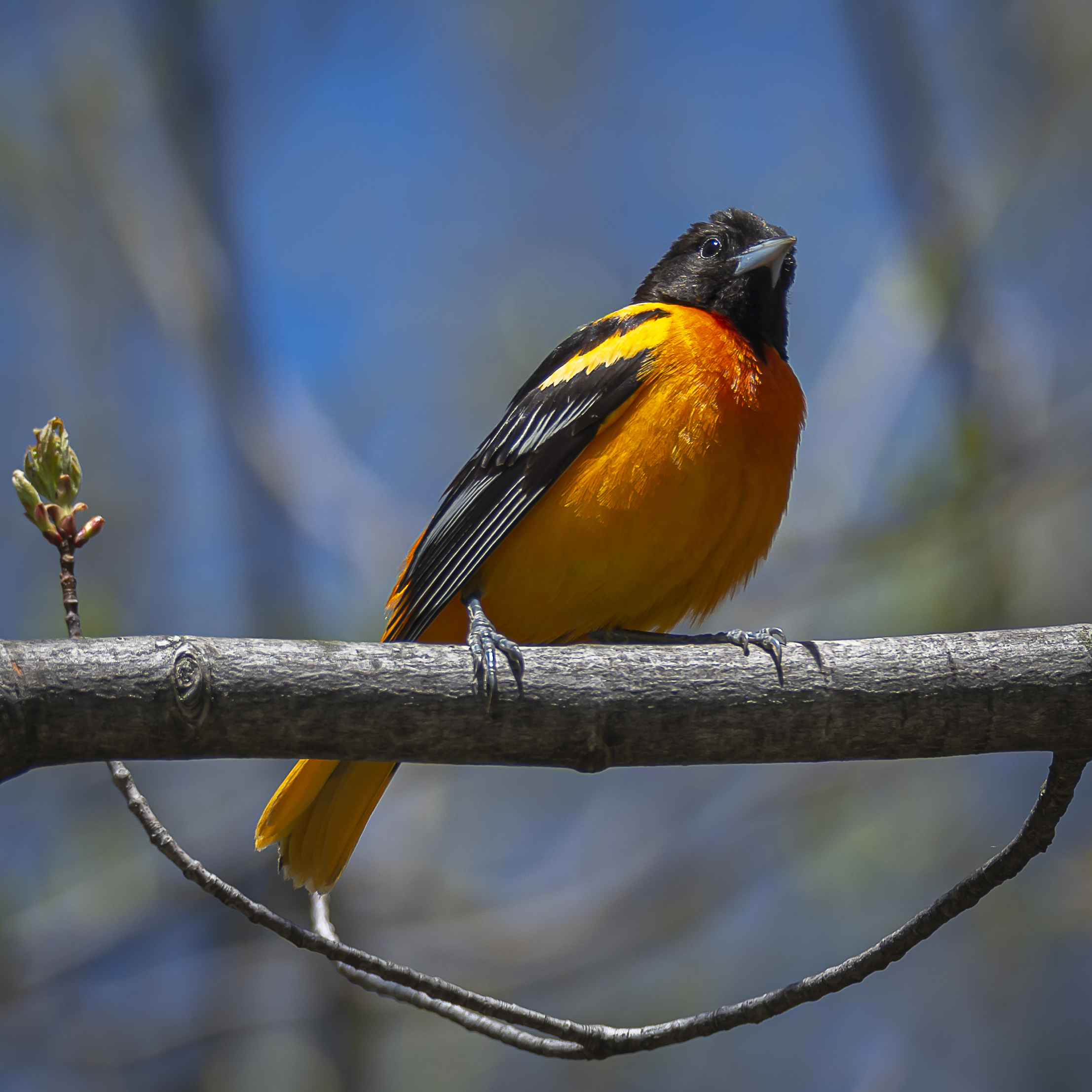 A rare Baltimore Oriole was recorded in Orient for the 2021 Christmas Bird Count