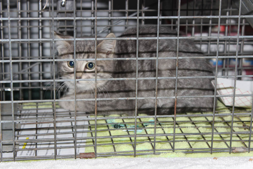 https://www.danspapers.com/wp-content/uploads/2022/01/Feral-kitten-in-humane-trap-awaiting-surgery.jpg