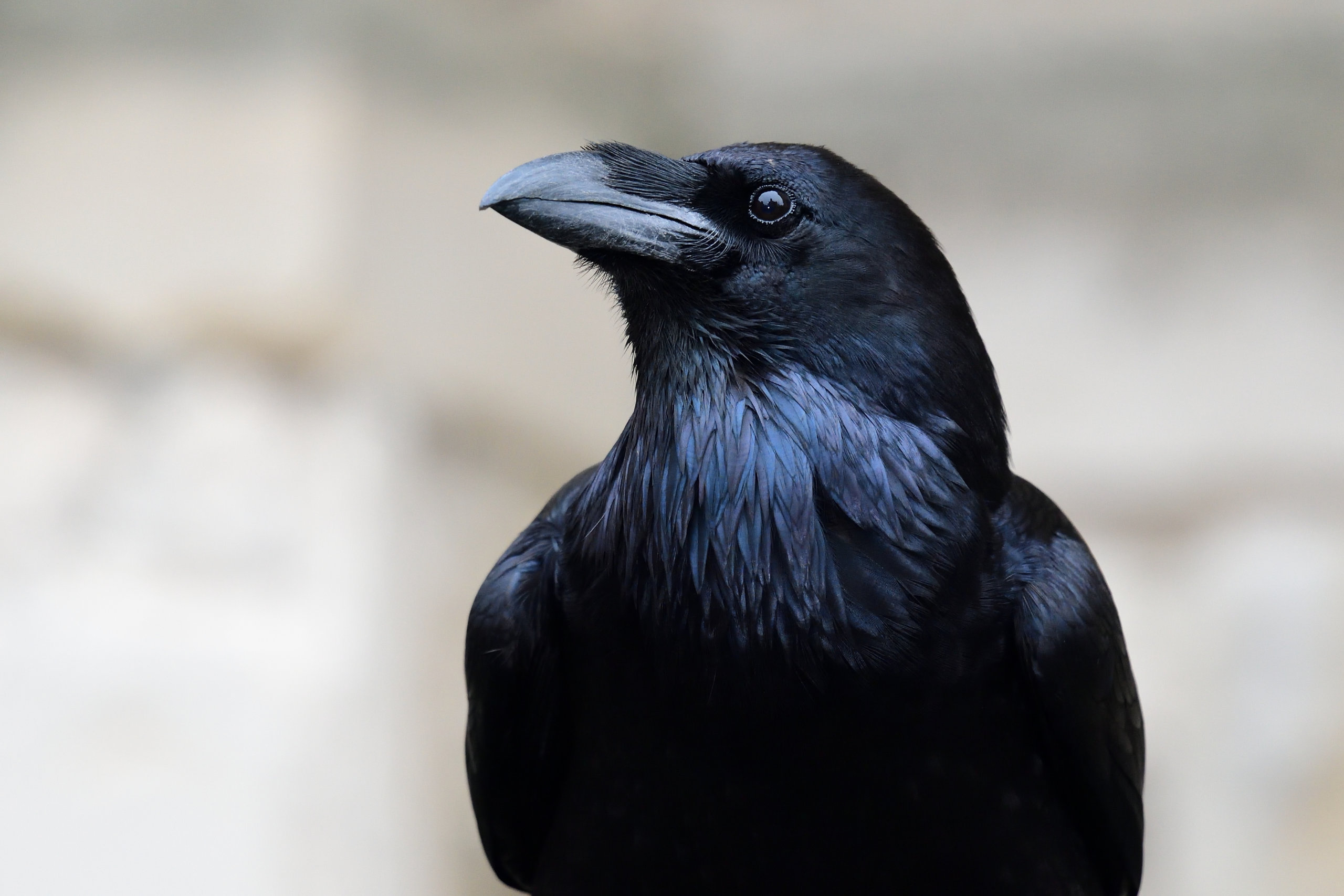 Common raven Christmas Bird Count