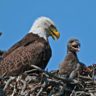 Bald eagle in nest with eaglet Christmas Bird COunt