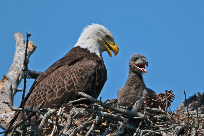 Bald eagle in nest with eaglet Christmas Bird COunt