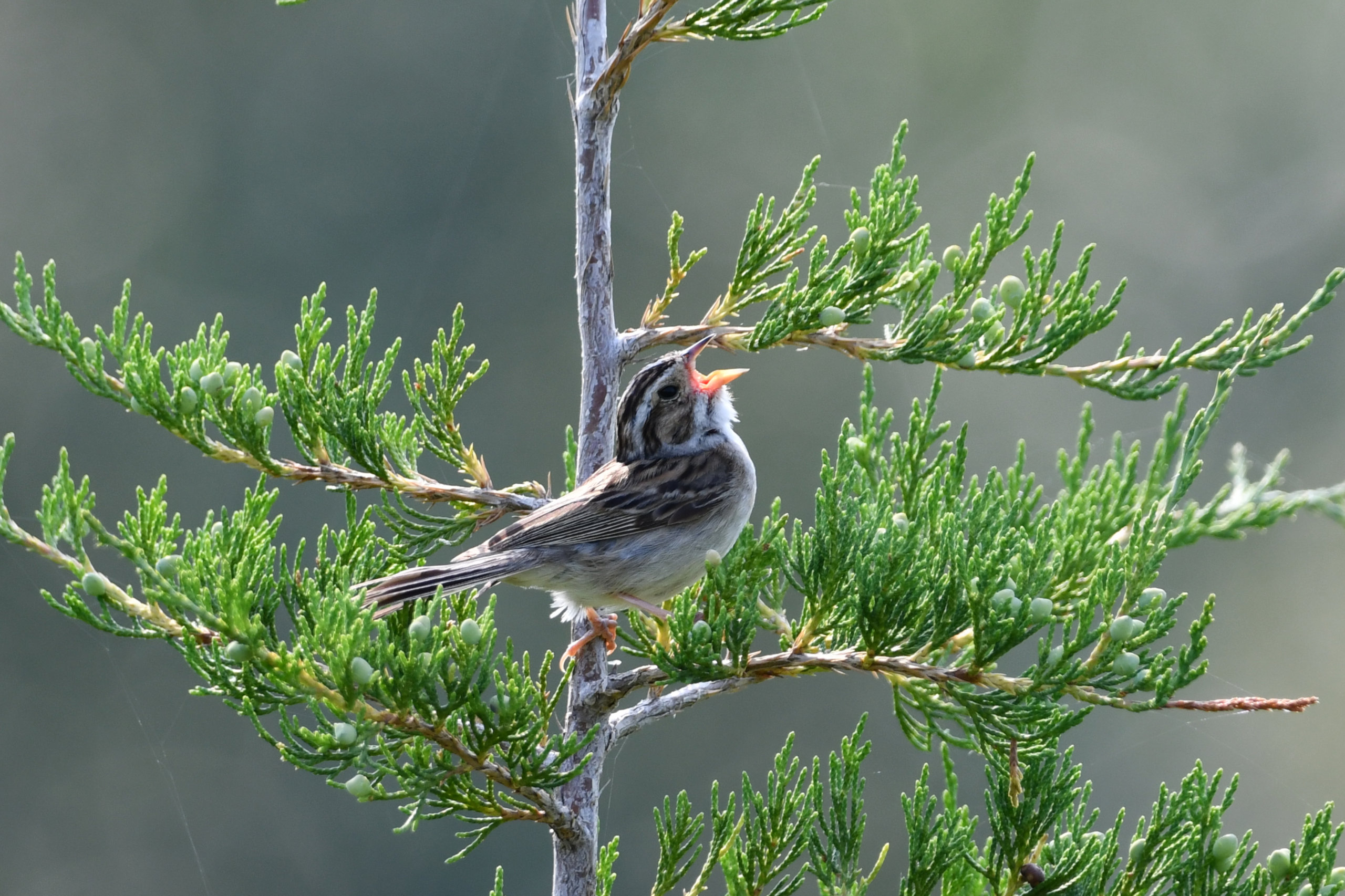 clay-colored sparrow Christmas Bird Count