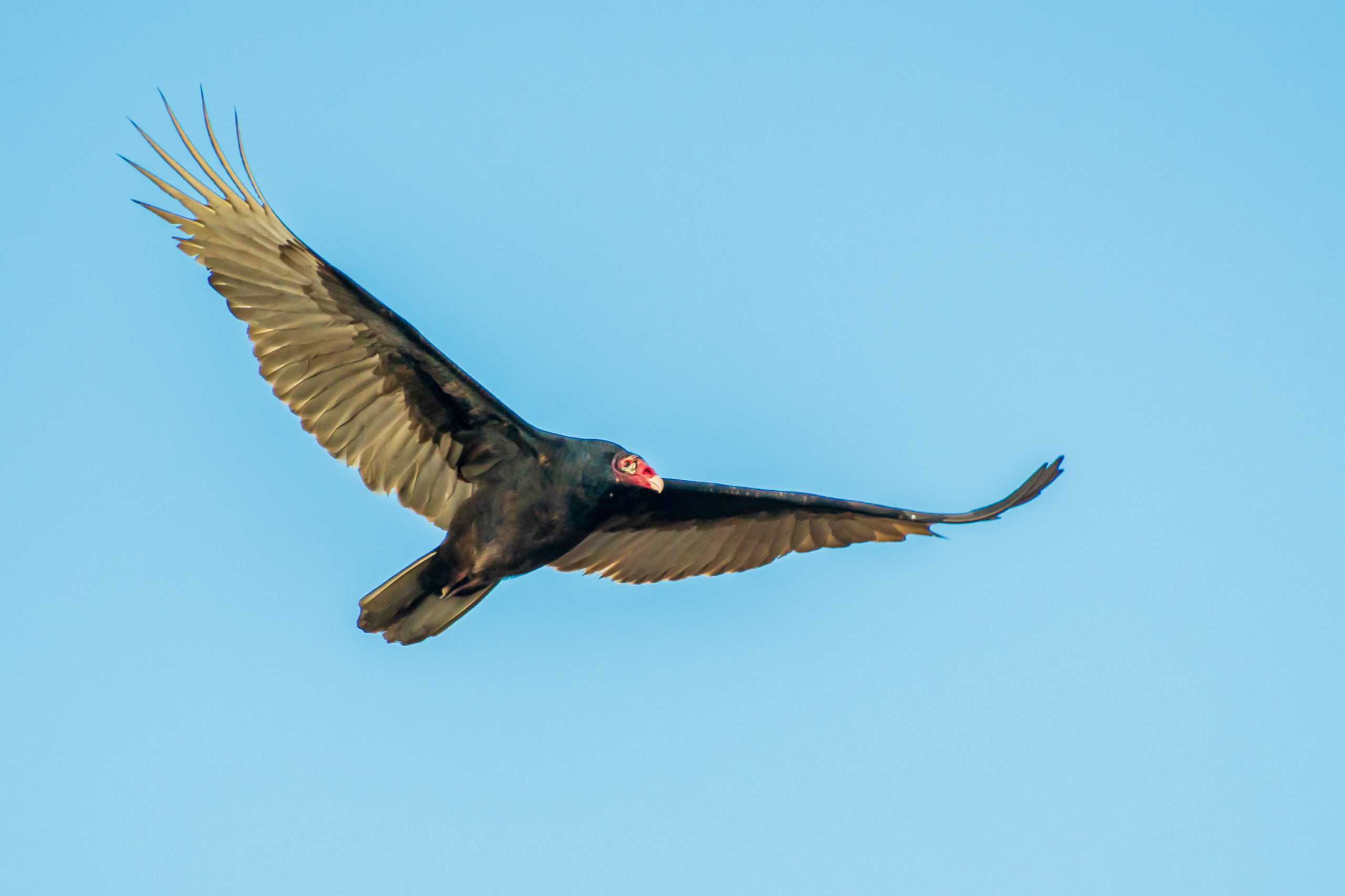 Turkey vulture in flight Christmas Bird Count