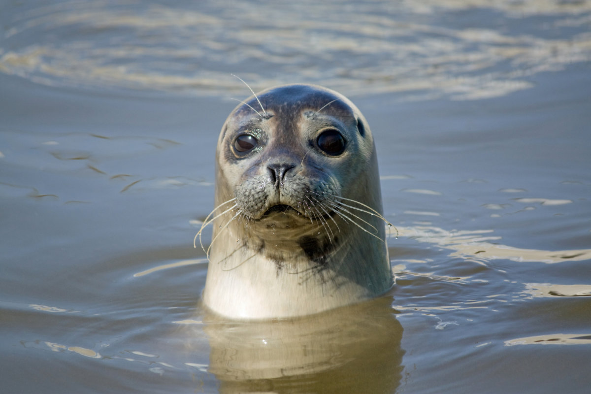 Spot curious seals enjoying a beautiful Montauk beach in the Hamptons