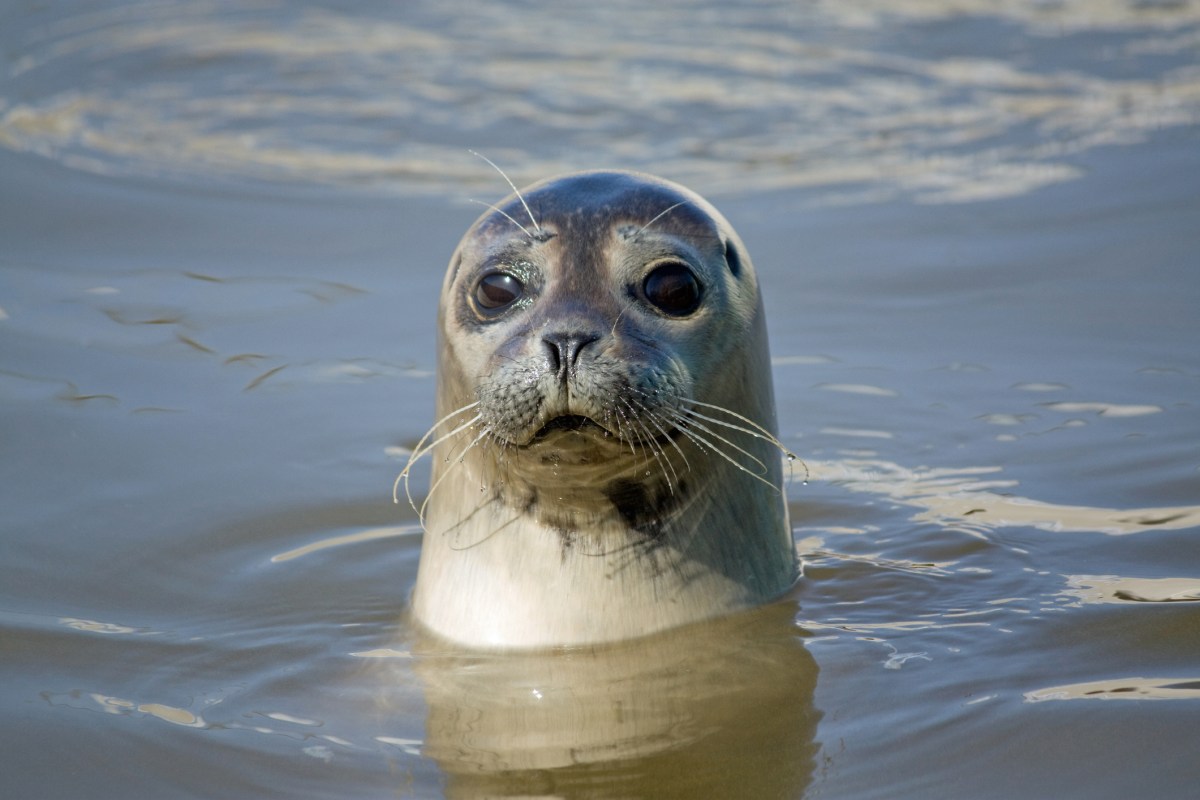 Spot curious seals enjoying a beautiful Montauk beach in the Hamptons