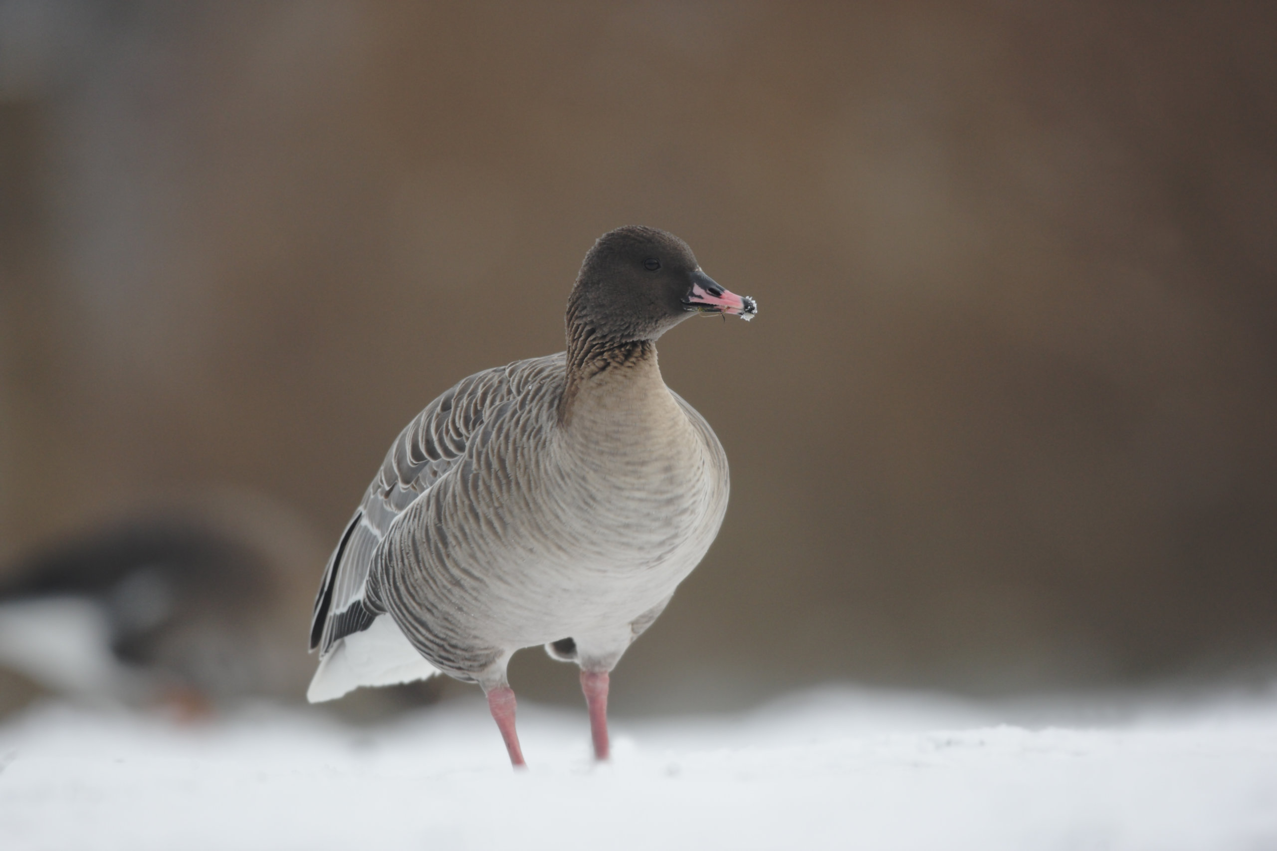 Pink-footed goose Christmas Bird Count