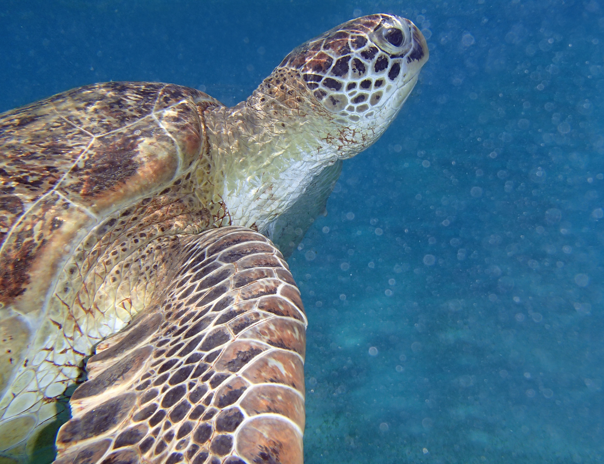 turtle in the red sea