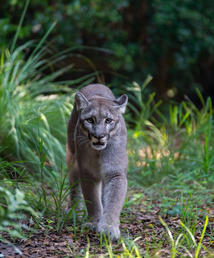 Florida Panther at the Palm Beach Zoo