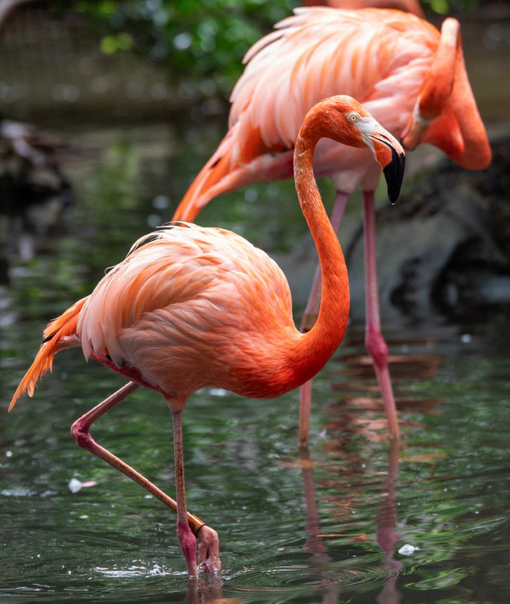 Florida Flamingos at the Palm Beach Zoo