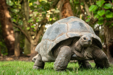 An Aldabra Tortoise at the Palm Beach Zoo