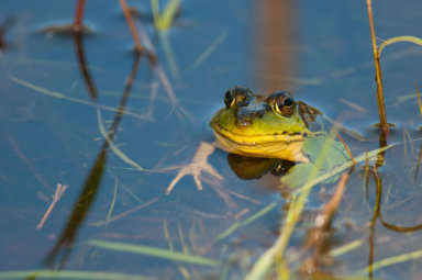 How many species of frogs will your child spot on this week's family friendly adventure?
