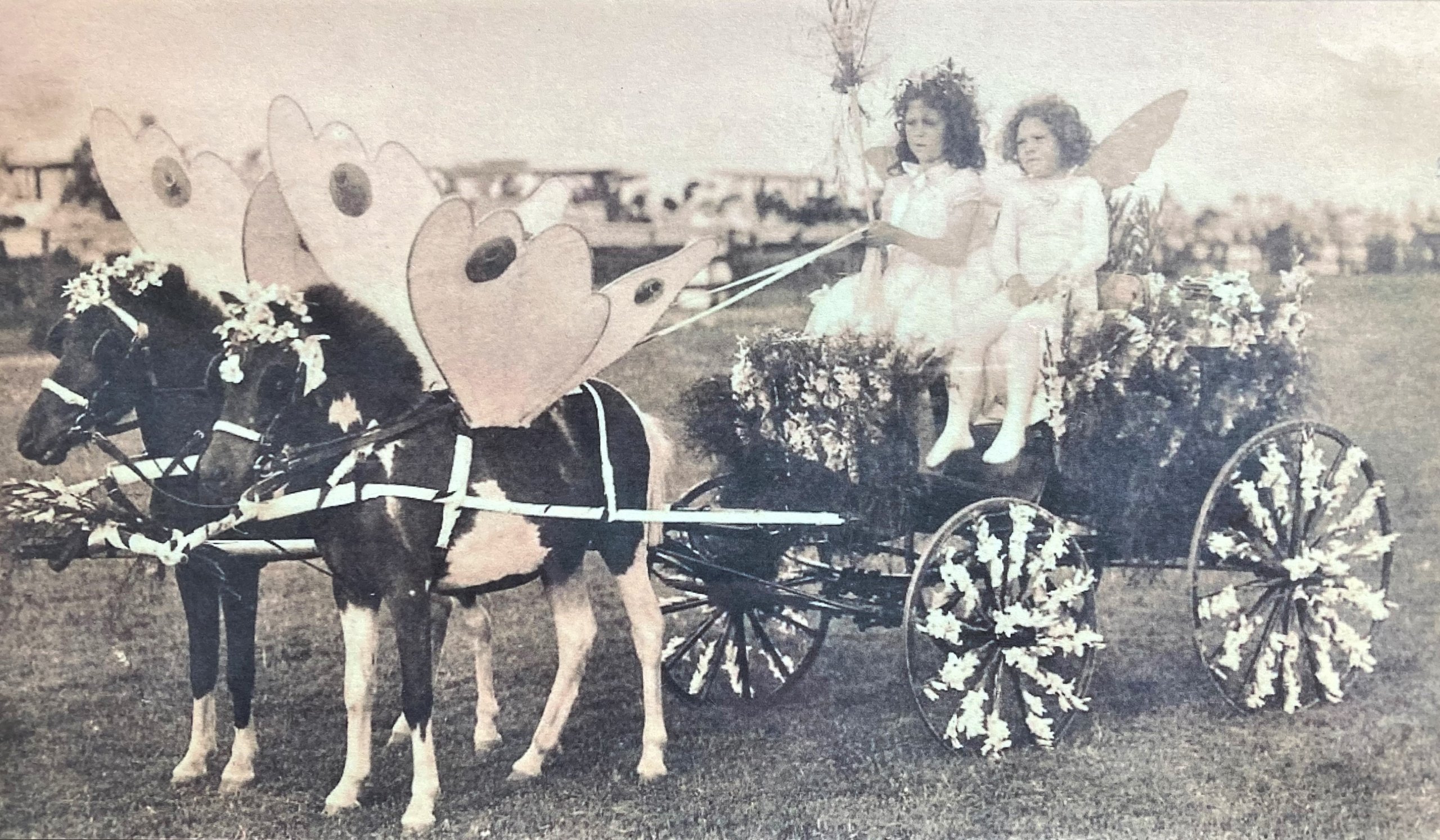 Ponies dressed as butterflies, photo c. 1910 Southampton History Museum Collections