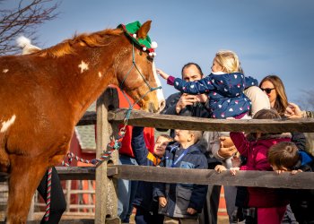 Horses help children and adults at Spirit's Promise in Riverhead near the Hamptons