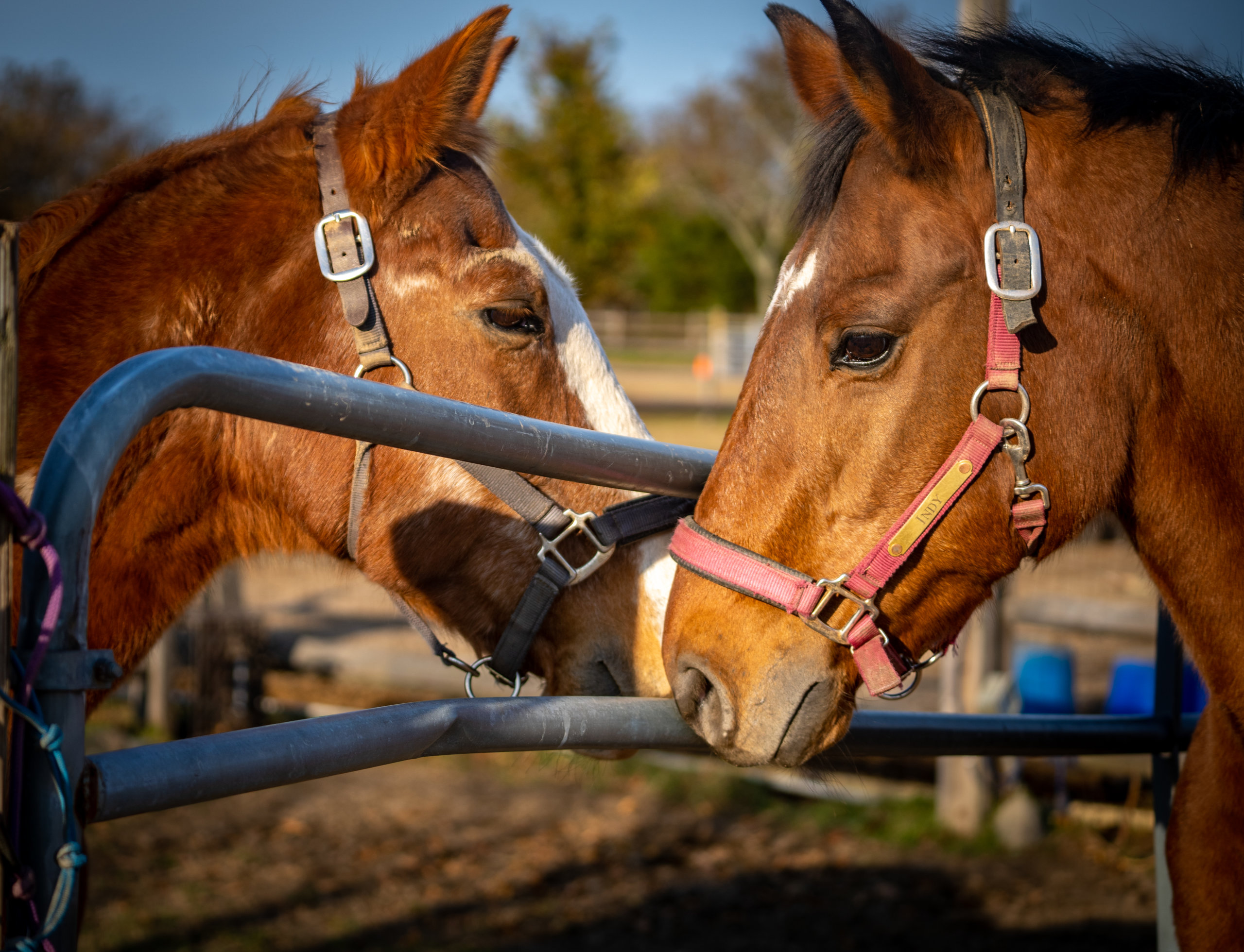 Horses at Spirit's Promise on the North Fork