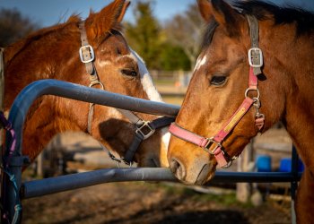 Horses at Spirit's Promise on the North Fork