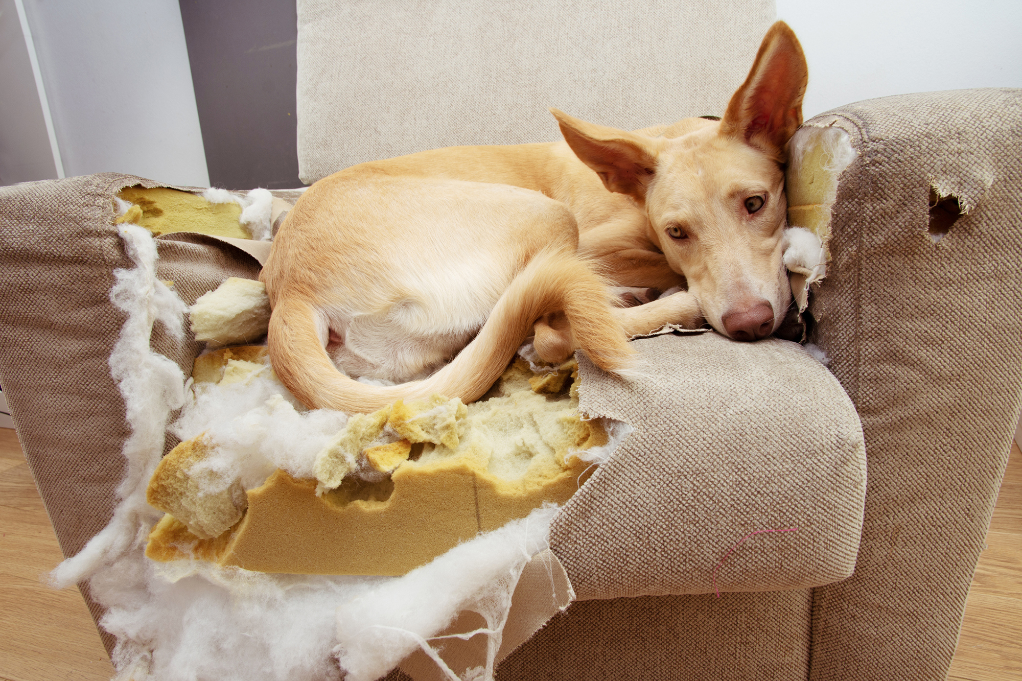 Separation anxiety can lead dogs to destructive behavior