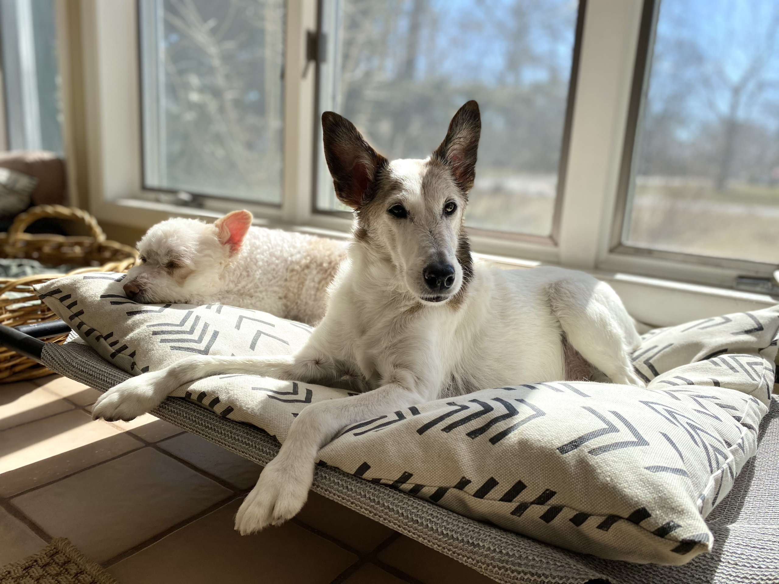 Ginger and Sparrow dogs at ease without separation anxiety