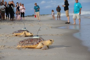 NYMRC releases two loggerhead sea turtles with satellite tags