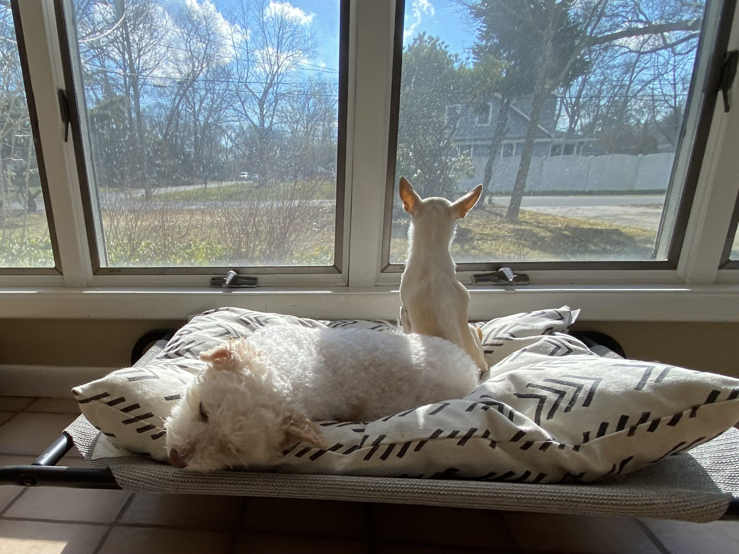 Sparrow relaxes while Lily keeps an eye on the road