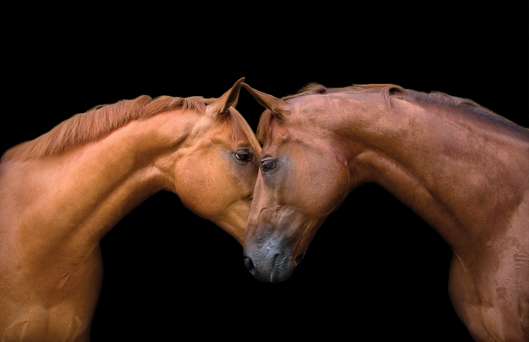 "Kissing Horses (Edition of 10/18)" by Bob Tabor