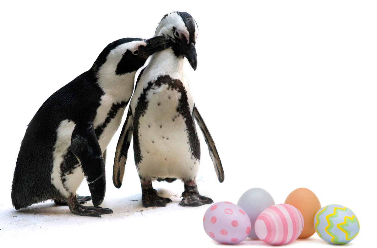 Kids, get ready to search the Long Island Aquarium to find where the resident penguins hid this year's plastic eggs!