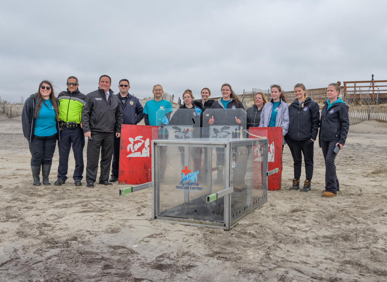 New York Marine Rescue Center team released Peconic the gray seal on Friday, April 8